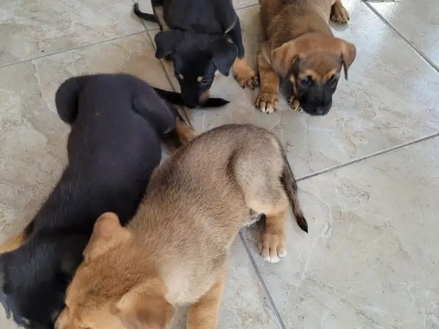 German Shepherd/Akita Mixed puppies, Saint Catherine