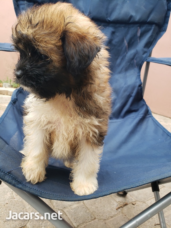 Pomeranian Shih-tzu Puppies-6