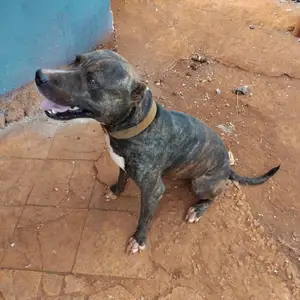 Pitbull, Spanish Town