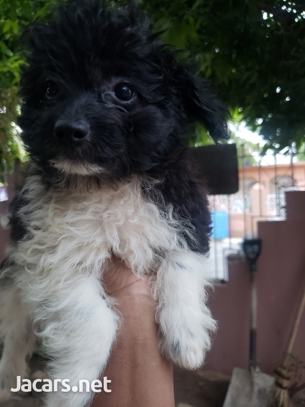 Pomeranian Shih-tzu Puppies-9