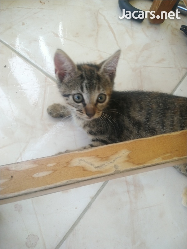 Free Kittens-6