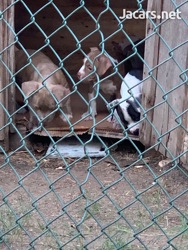 Bully pups 10 weeks old-4