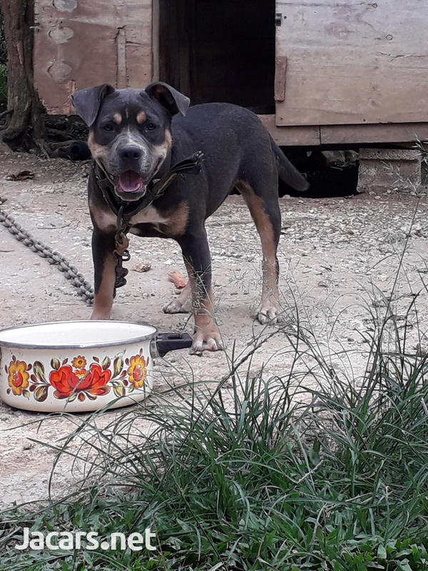 Blue Tri American Bully Female Pup-2