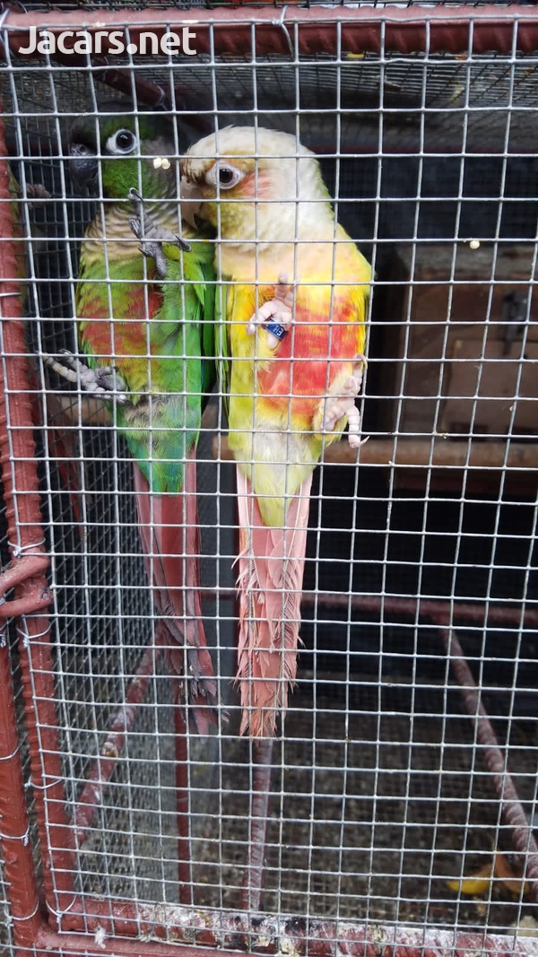 Green cheek Conure