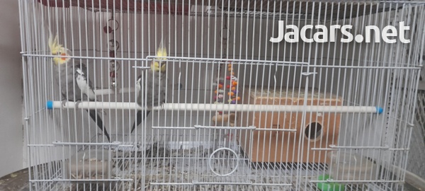 Pair of Cockatiels includes cage-2