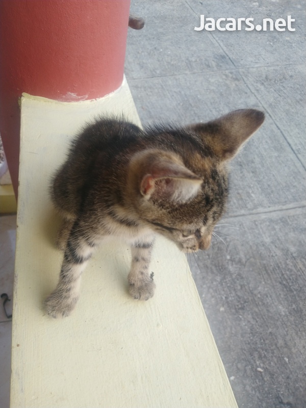 Free Kittens-3