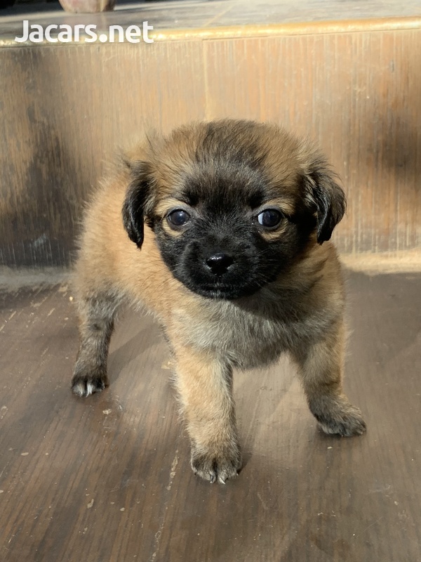 Chihuahua Pomeranian Puppies-3