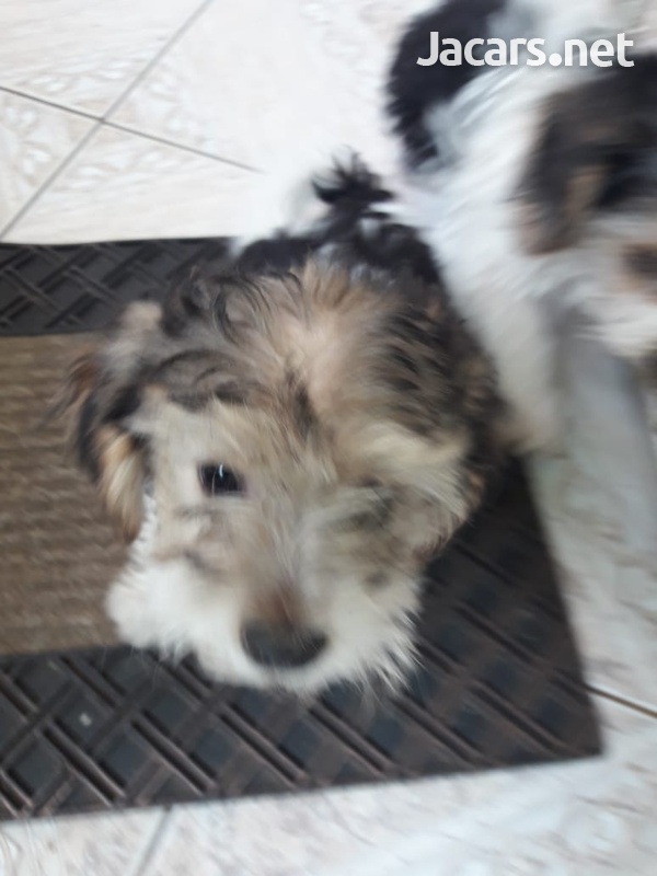 Puppies-6