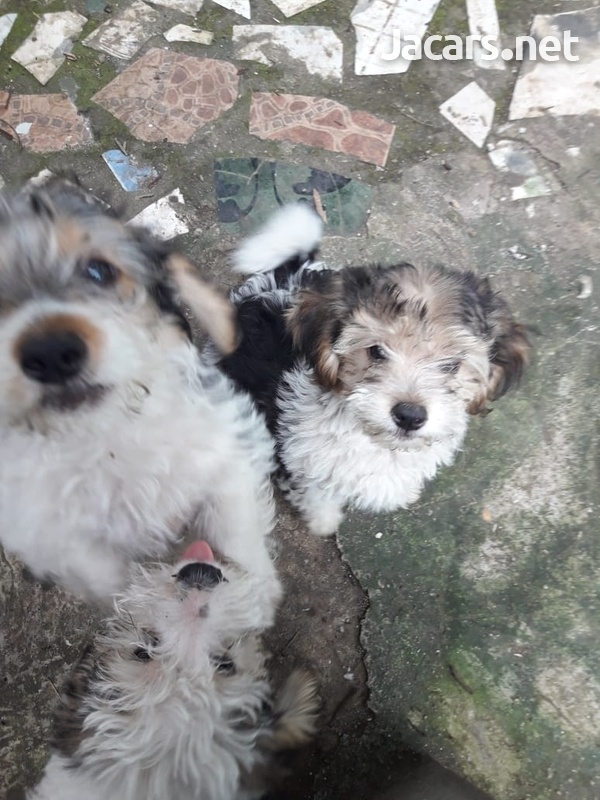 Puppies-2