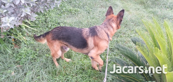 German shepherd stud-1
