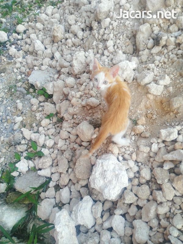 Free Kittens-4
