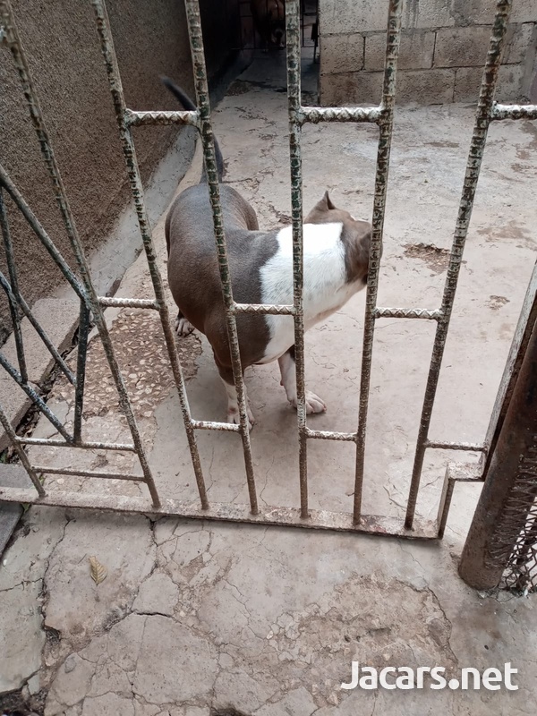 Bully pups 10 weeks old-10