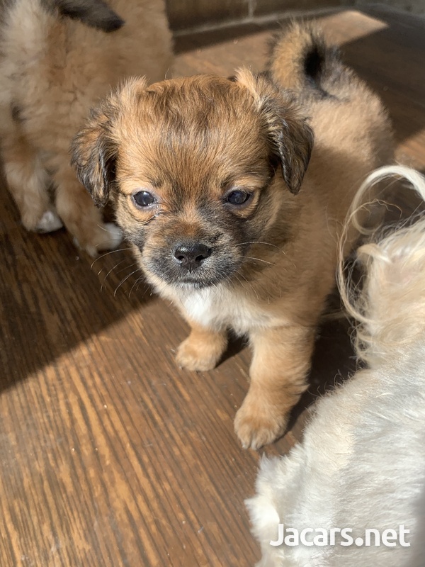 Chihuahua Pomeranian Puppies-6