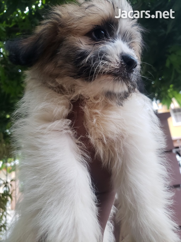 Pomeranian Shih-tzu Puppies-11