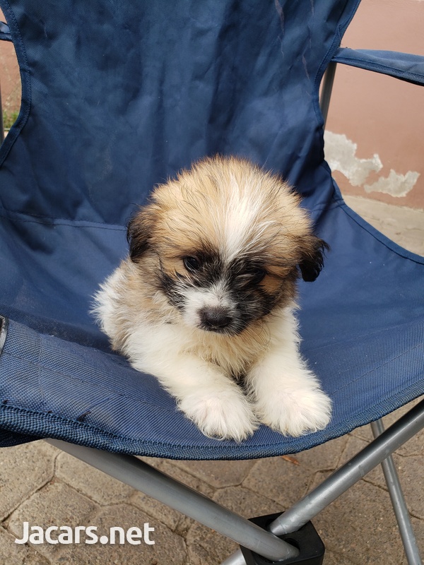 Pomeranian Shih-tzu Puppies-5
