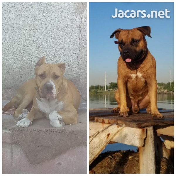 Good breed 4 mnth old puppies-5