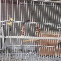 Pair of Cockatiels includes cage Pair of Cockatiels includes cage