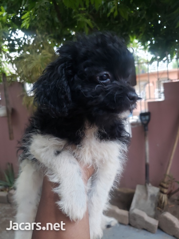 Pomeranian Shih-tzu Puppies-10