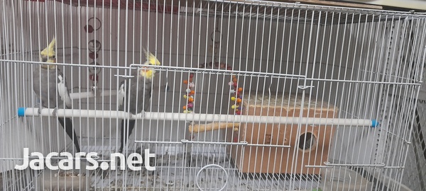 Pair of Cockatiels includes cage-1