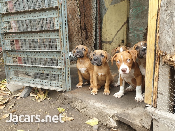 3mth old bully mix pups available-1
