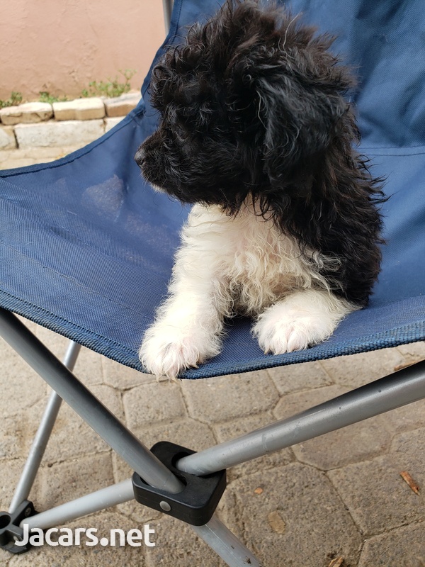 Pomeranian Shih-tzu Puppies-4