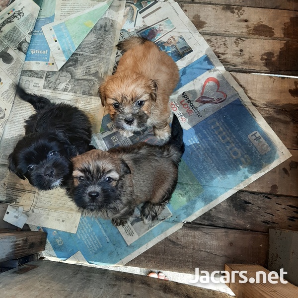 Shih Tzu Mix-1