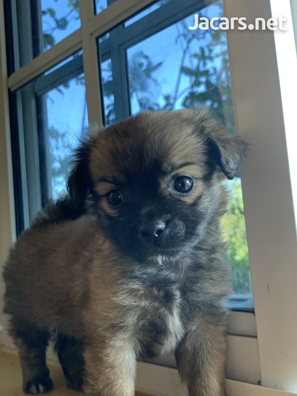 Chihuahua Pomeranian Puppies-4