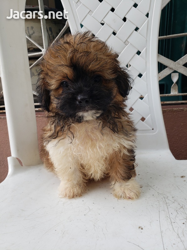 Pomeranian Shih-tzu Puppies-3