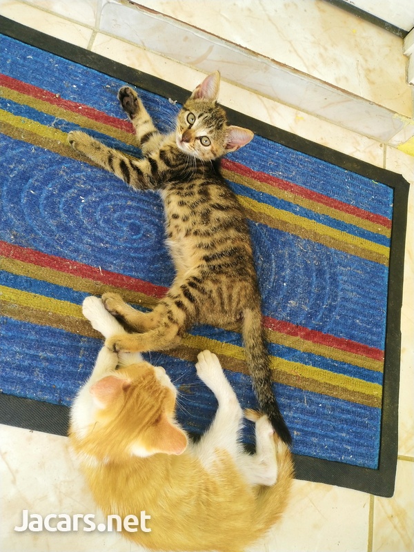 Free Kittens-1