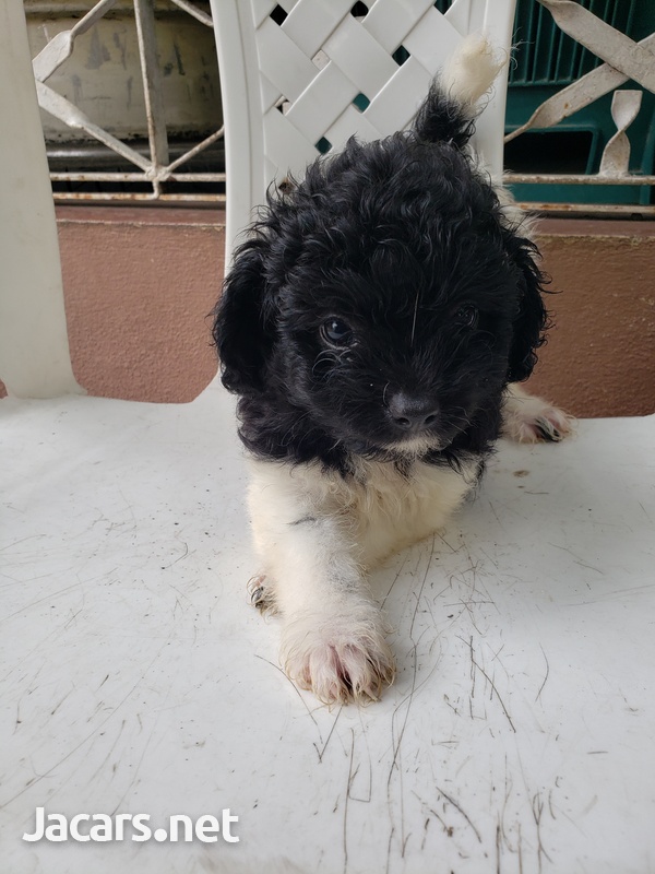 Pomeranian Shih-tzu Puppies-2