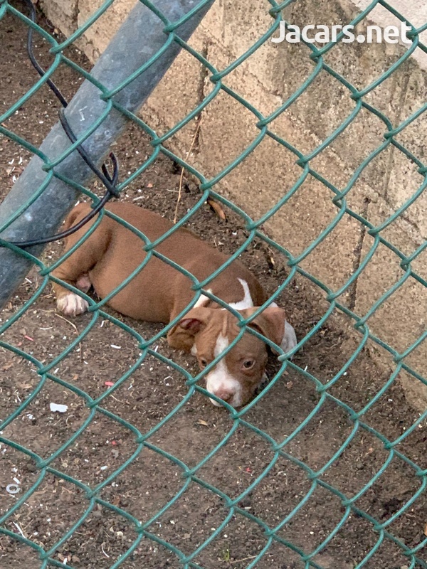 Bully pups 10 weeks old-3