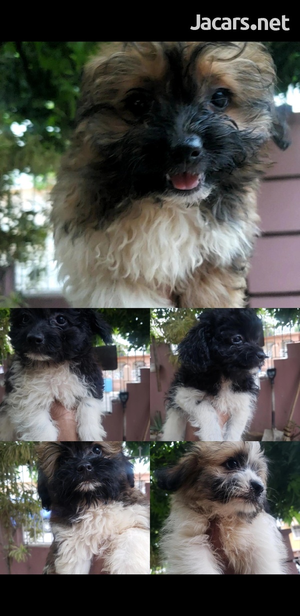 Pomeranian Shih-tzu Puppies-7