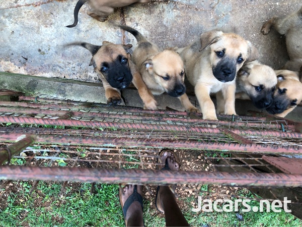 Pitbull Puppies Mixed With French Mastiff-3