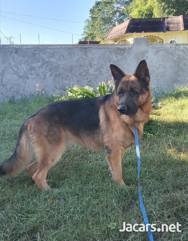 German shepherd stud-2