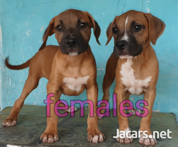 Good breed 4 mnth old puppies-4