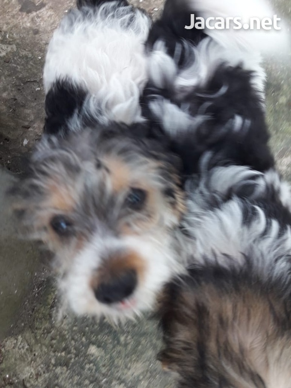 Puppies-5