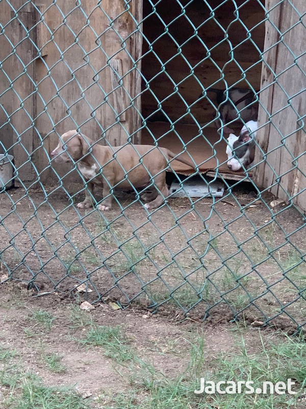 Bully pups 10 weeks old-5