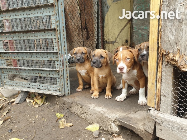 3mth old bully mix pups available-2