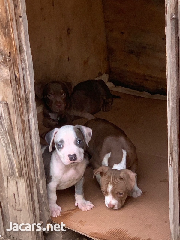 Bully pups 10 weeks old-6