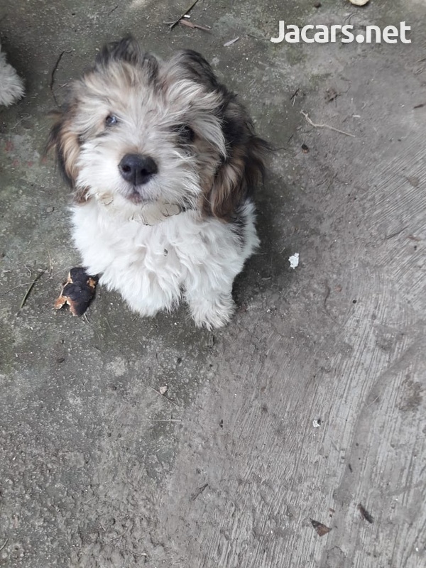 Puppies-1