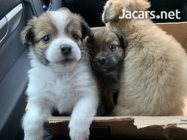 Chihuahua Pomeranian Puppies-5