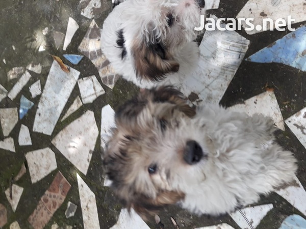 Puppies-3