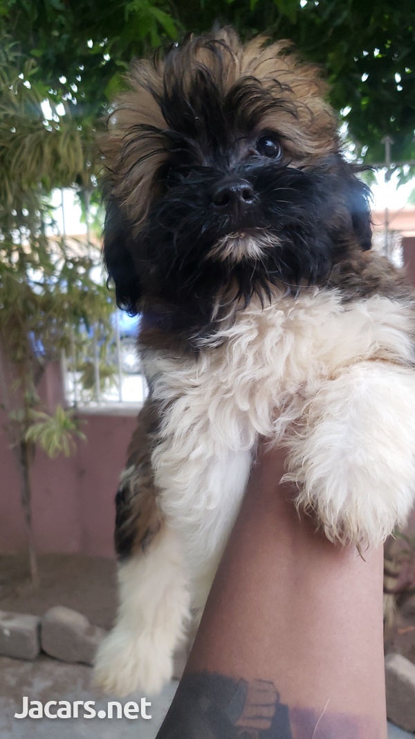 Pomeranian Shih-tzu Puppies-12