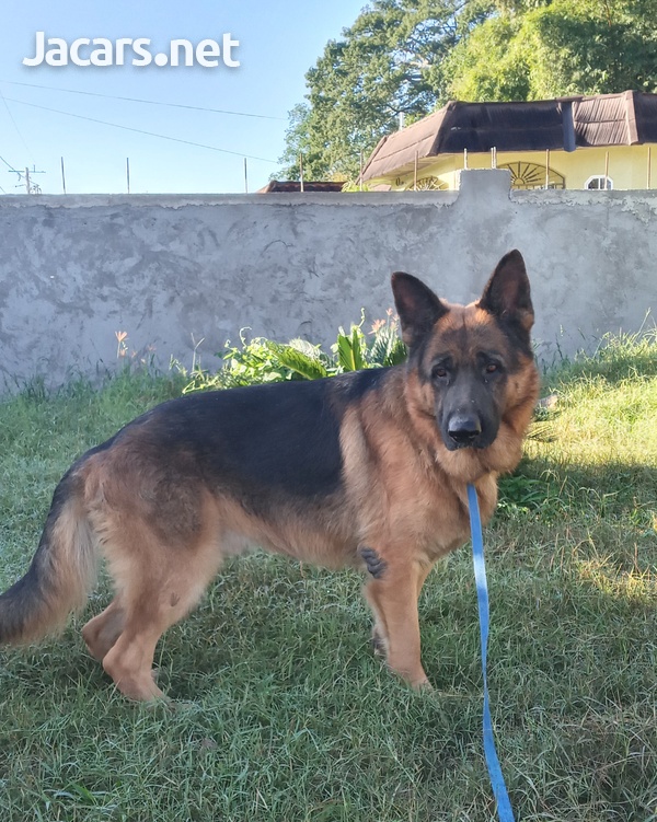 German Shepherd Stud