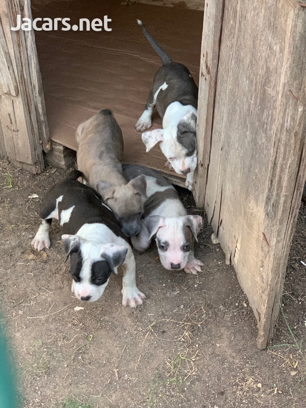 Bully pups 10 weeks old-1