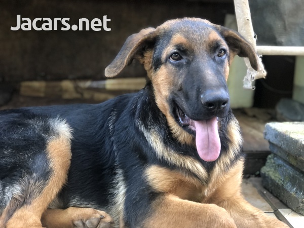 4 Month Old Male German Shepard-2
