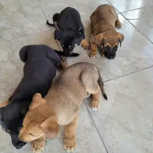 German Shepherd/Akita Mixed puppies, Saint Catherine