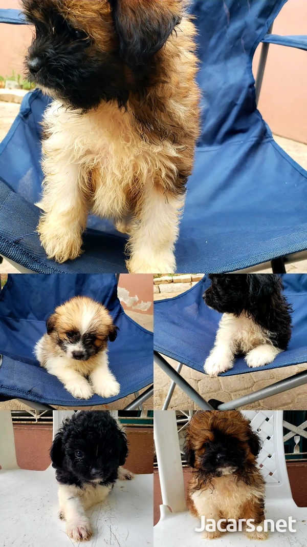 Pomeranian Shih-tzu Puppies-1